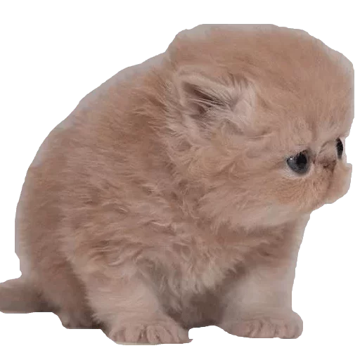 animal animal mammal felidae