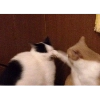 catmeme catmeme - cat