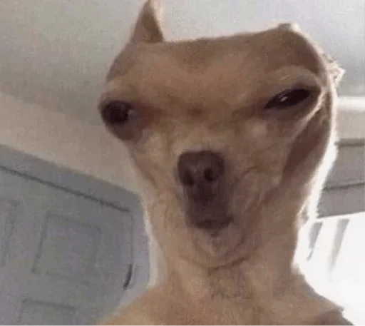animal animal mammal pet