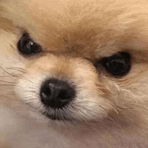 animal animal mammal pet