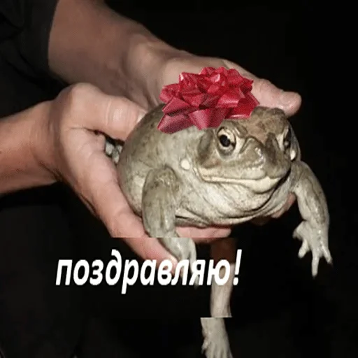 animal animal frog amphibian