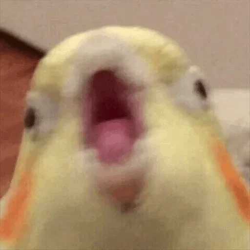 animal animal bird parrot