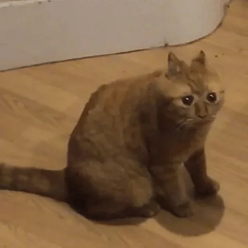 animal animal cat mammal