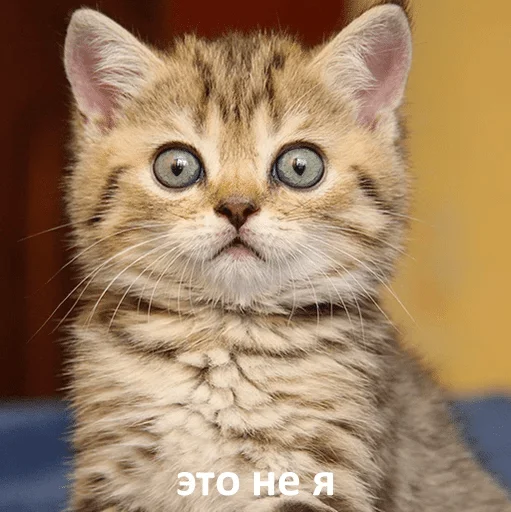 Sticker Plotnikov — @stckrRobot - 3