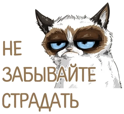 text text animal cat