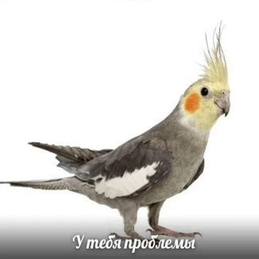 animal animal bird parrot