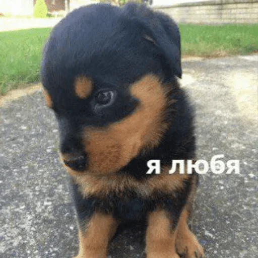 animal animal mammal dog breed