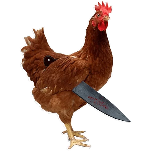 animal animal poultry comb