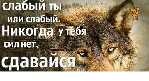 animal animal mammal text