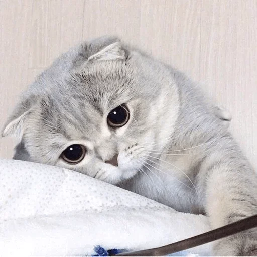 animal animal cat mammal