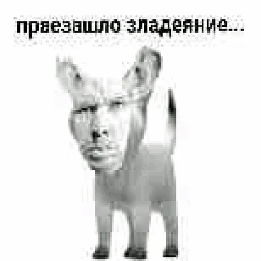 text text mammal animal