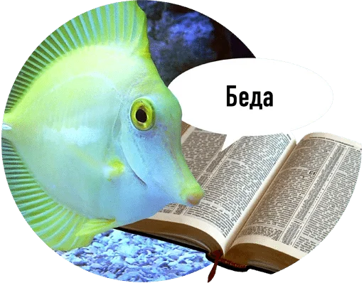 аквариум аквариум животное рыба