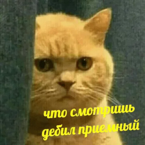 животное животное млекопитающее кошка