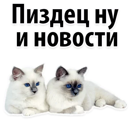 животное животное домашняя кошка млекопитающее