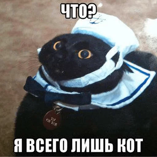 СМС СМС животное млекопитающее