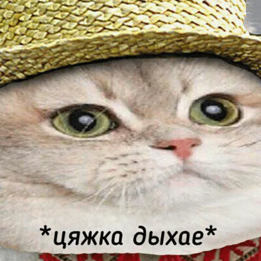 млекопитающее млекопитающее животное кошка