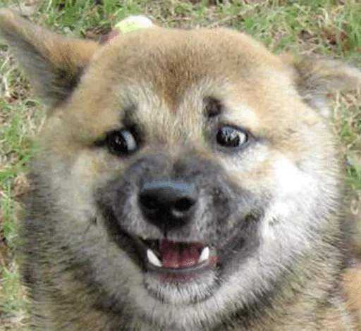 mammal mammal animal dog