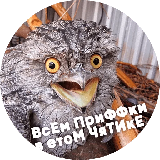 bird bird animal owl