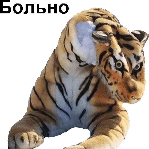 animal animal mammal big cat