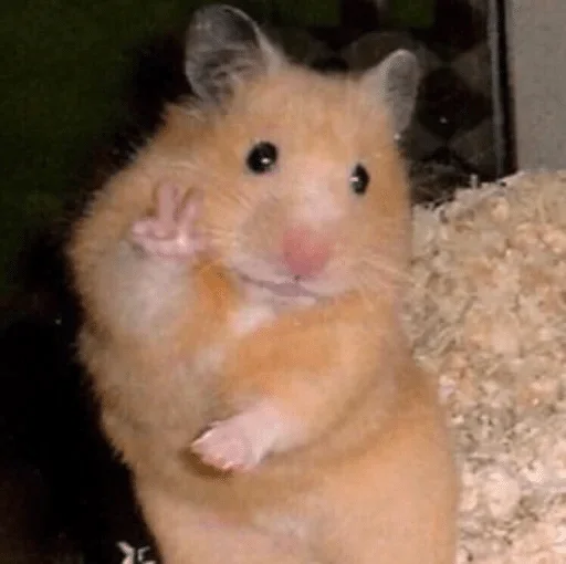 mammal mammal animal hamster