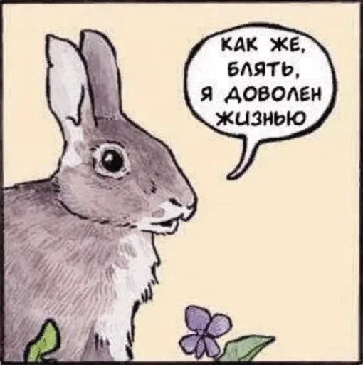 bunny animal text