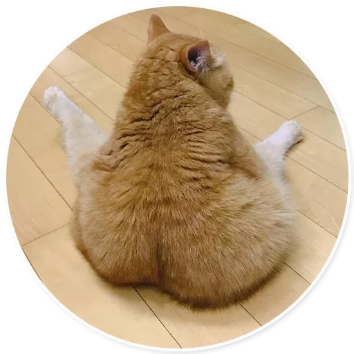 small to medium-sized cats small to medium-sized cats animal felidae