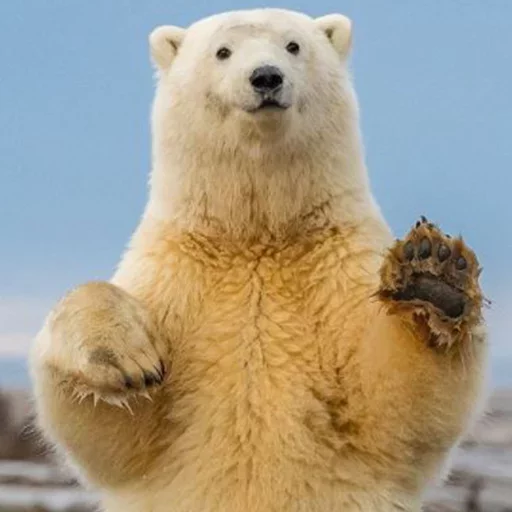 animal animal mammal bear