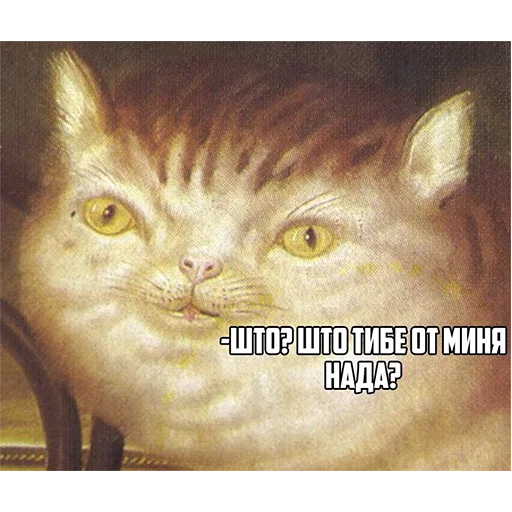 animal animal mammal cat