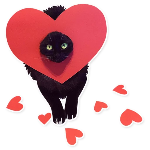 cat cat animal cartoon