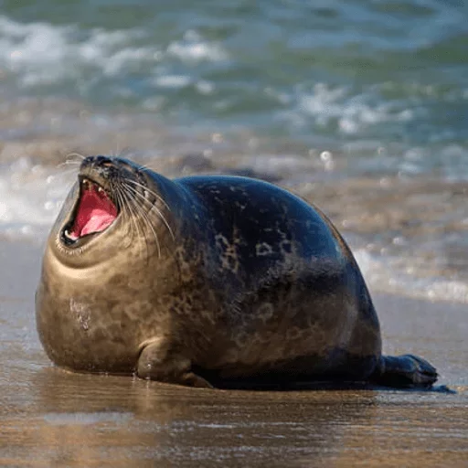animal animal mammal marine mammal