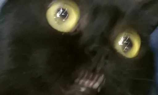animal animal mammal black cat