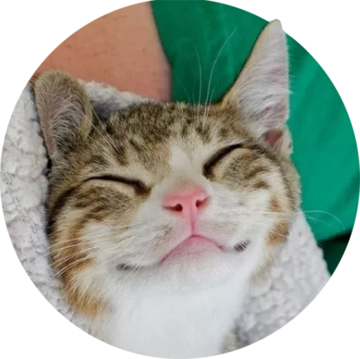 mammal mammal animal cat