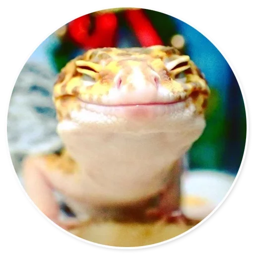 dessert dessert reptile food
