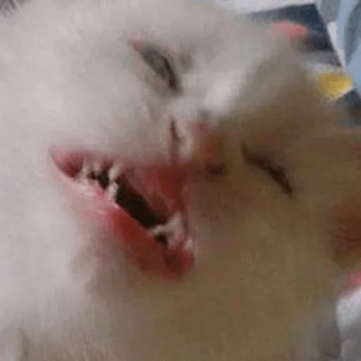 mammal mammal animal cat