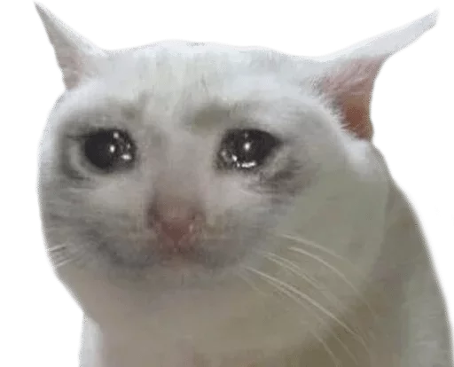 mammal mammal animal cat