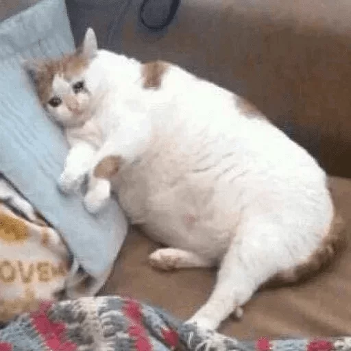animal animal mammal small to medium-sized cats