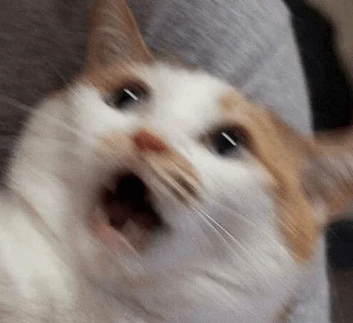 mammal mammal animal cat