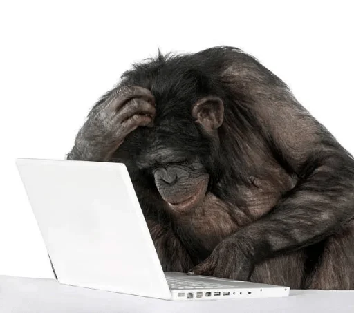 mammal mammal animal monkey