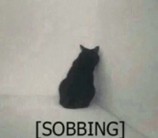 small to medium-sized cats small to medium-sized cats black cat cat