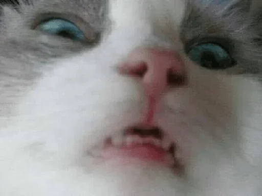 mammal mammal animal cat