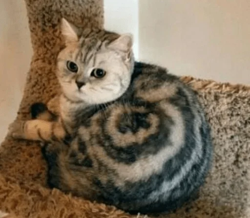 animal animal mammal cat