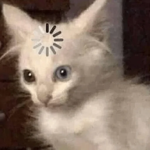 mammal mammal animal cat