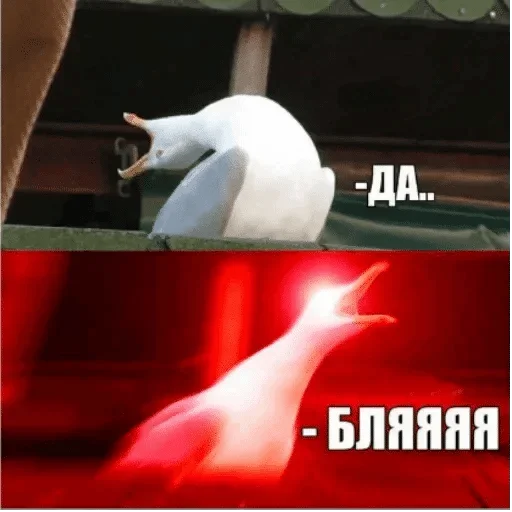 animal text bird