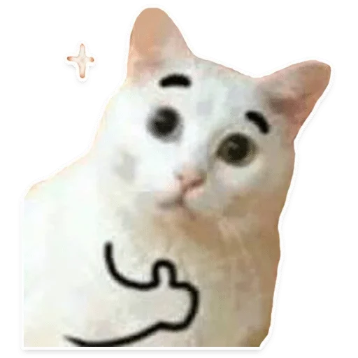 small to medium-sized cats small to medium-sized cats domestic cat cat
