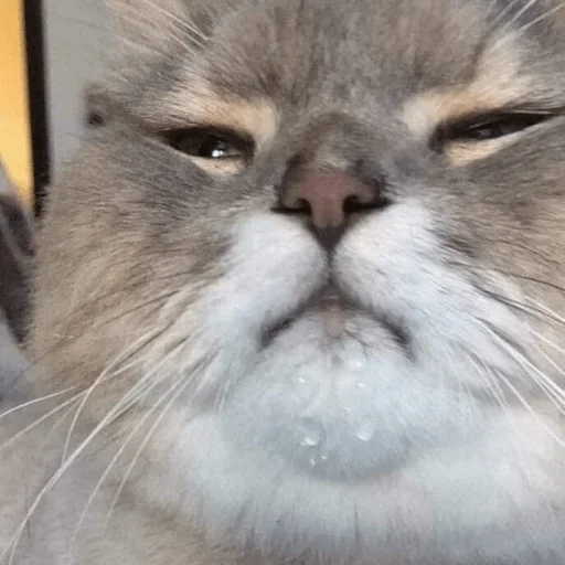 mammal mammal animal cat