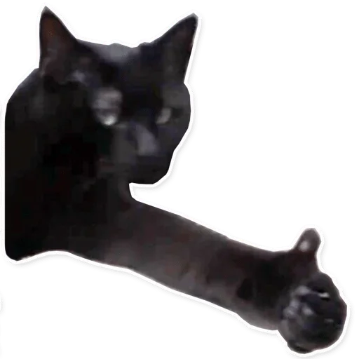 cat cat small to medium-sized cats animal