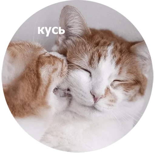 Sticker Mne Pohyi da — @stckrRobot - 10