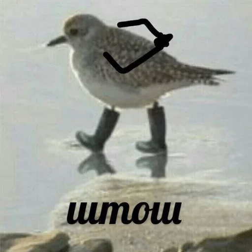 водная птица водная птица птица животное