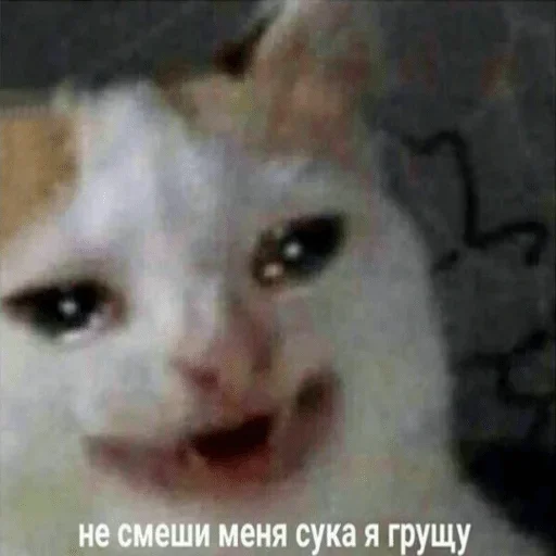 mammal mammal animal cat
