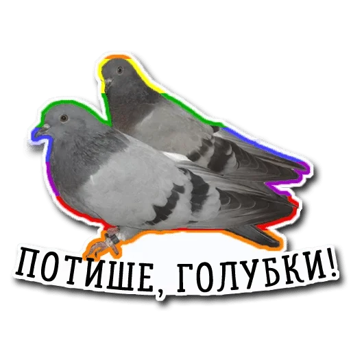 bird bird animal beak